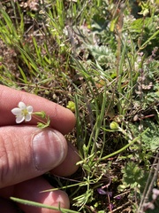 Sabulina californica