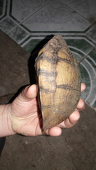 Terrapene carolina yucatana