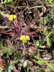 Triphysaria eriantha