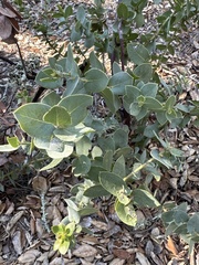 Arctostaphylos pechoensis