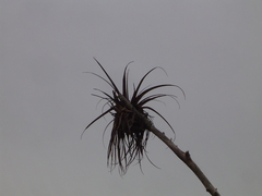 Tillandsia fasciculata