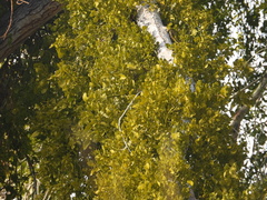 Phoradendron macrophyllum