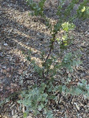 Arctostaphylos pechoensis
