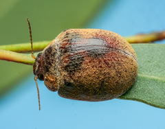 Trachymela catenata