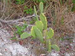 Opuntia austrina
