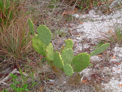 Opuntia austrina