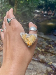 Peridrome orbicularis