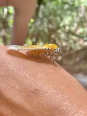 Peridrome orbicularis