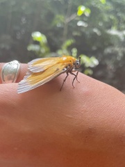 Peridrome orbicularis