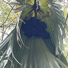 Cynopterus sphinx