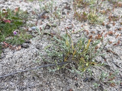 Pectocarya penicillata