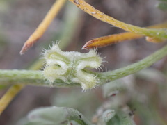 Pectocarya penicillata