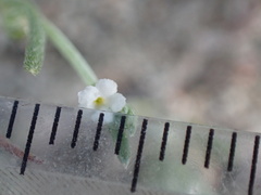 Pectocarya penicillata