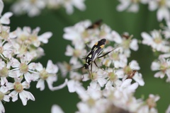 Grypocoris stysi