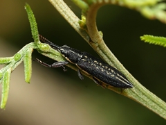 Rhinotia sparsa