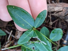 Vinca minor