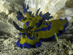 Tambja verconis