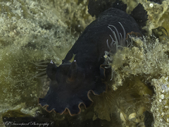Dendrodoris arborescens