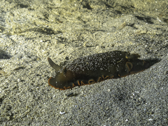 Dendrodoris arborescens