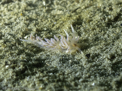 Phyllodesmium