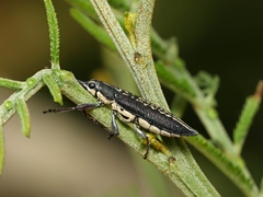 Rhinotia sparsa