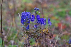 Aconitum volubile