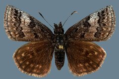 Erynnis icelus