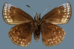 Erynnis icelus