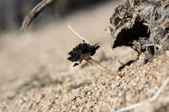 Montagnea arenaria