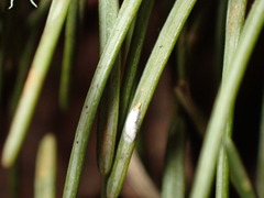 Chionaspis pinifoliae