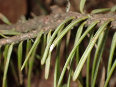 Chionaspis pinifoliae