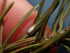 Chionaspis pinifoliae