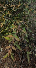 Nandina
