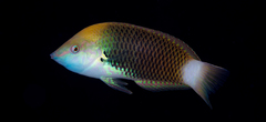 Halichoeres podostigma