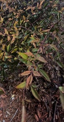 Nandina