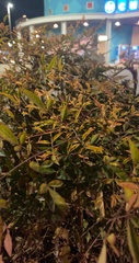Nandina