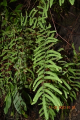 Gleichenia polypodioides
