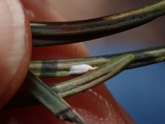 Chionaspis pinifoliae