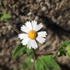 Perityle microglossa