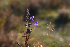 Nepeta sibirica