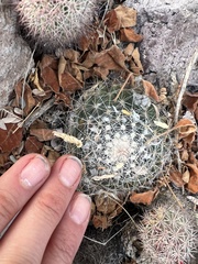 Mammillaria petrophila