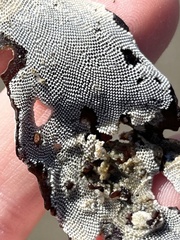 Jellyella tuberculata