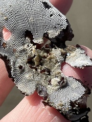 Jellyella tuberculata