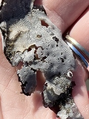 Jellyella tuberculata