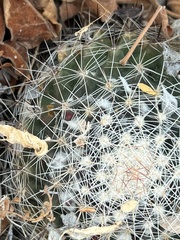 Mammillaria petrophila