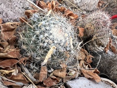 Mammillaria petrophila