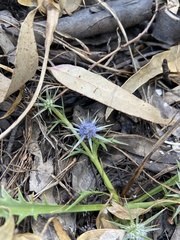 Eryngium vesiculosum