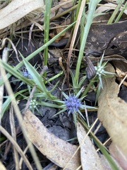 Eryngium vesiculosum