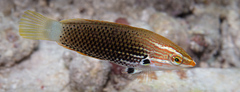 Halichoeres podostigma