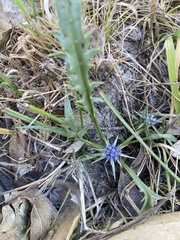 Eryngium vesiculosum